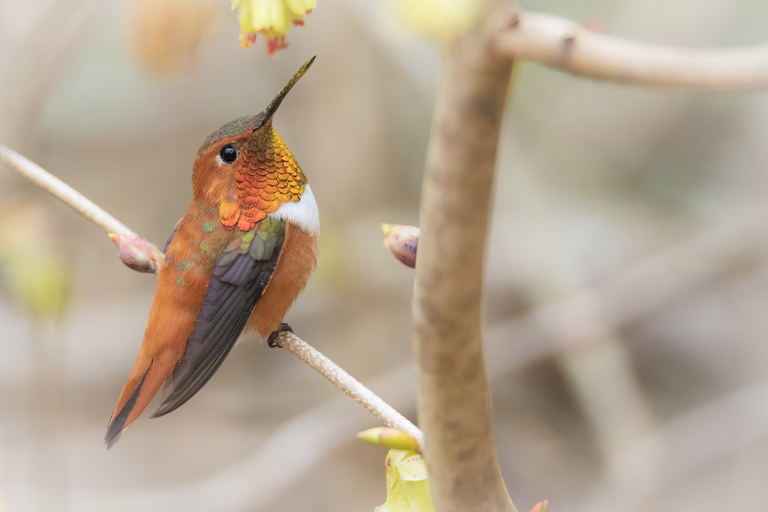 This is a male Rufous Hummingbird, which migrates here each year.
